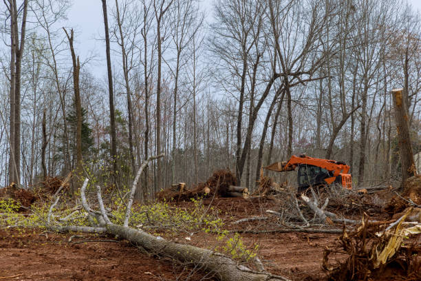  Marshall, TX Tree Care Pros