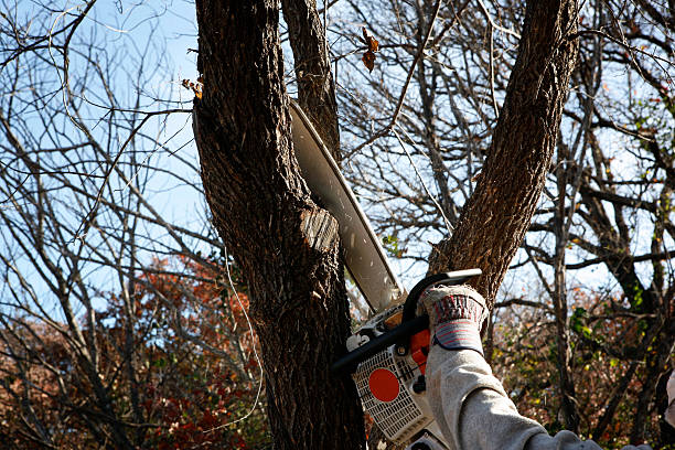 How Our Tree Care Process Works  in  Marshall, TX