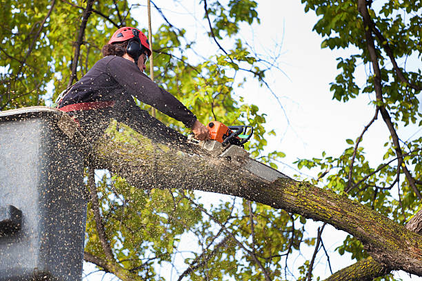 Best Hazardous Tree Removal  in Marshall, TX